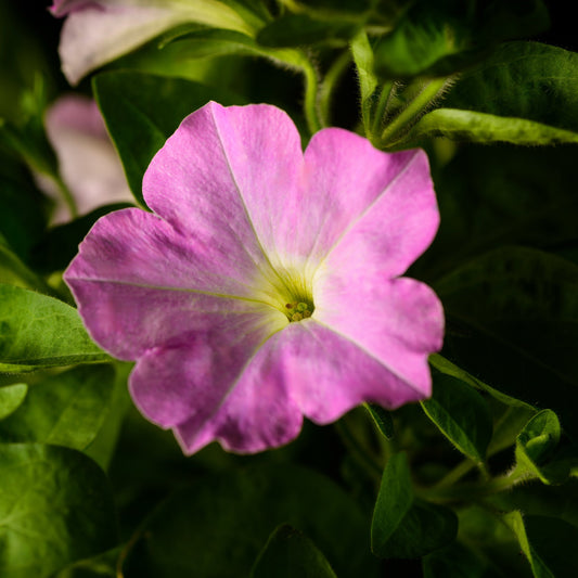 Light Bio Trial Pink Petunia (3 Starter Plants)
