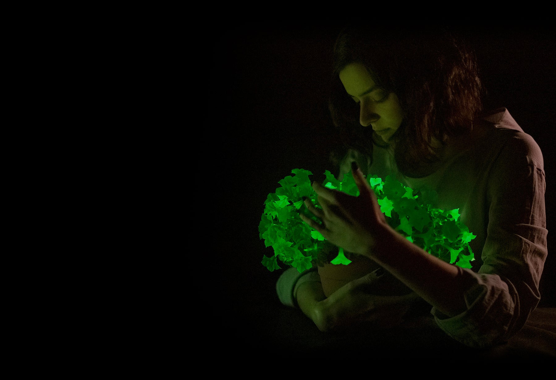 Glowing plants by Light Bio