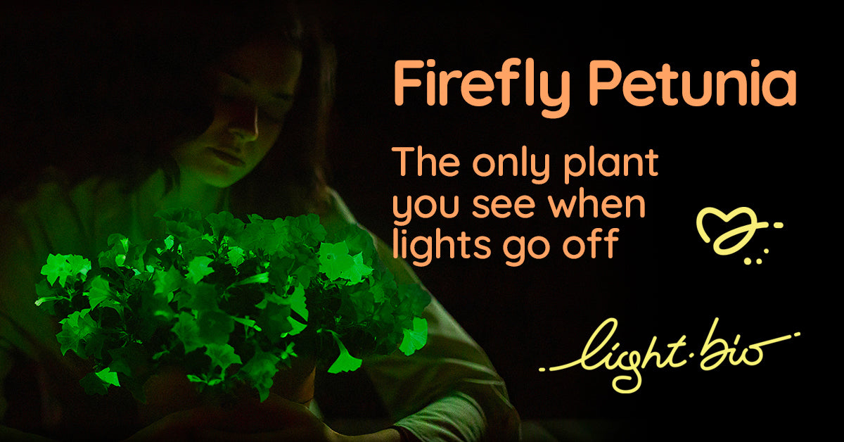 Glowing plants by Light Bio