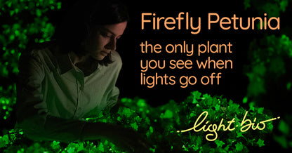 Firefly Petunia