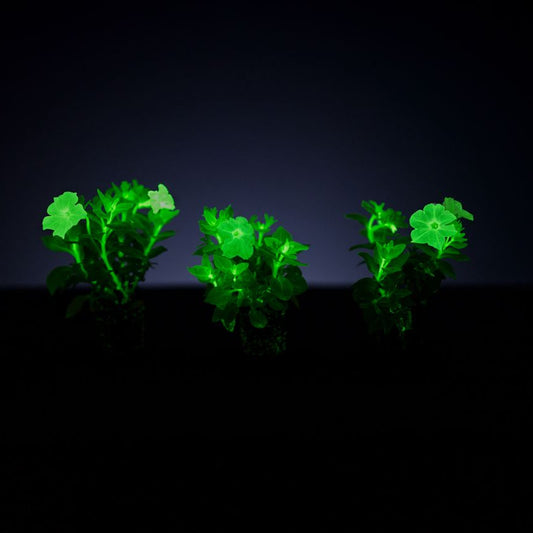 Light Bio Trial Pink Petunia (3 Starter Plants)