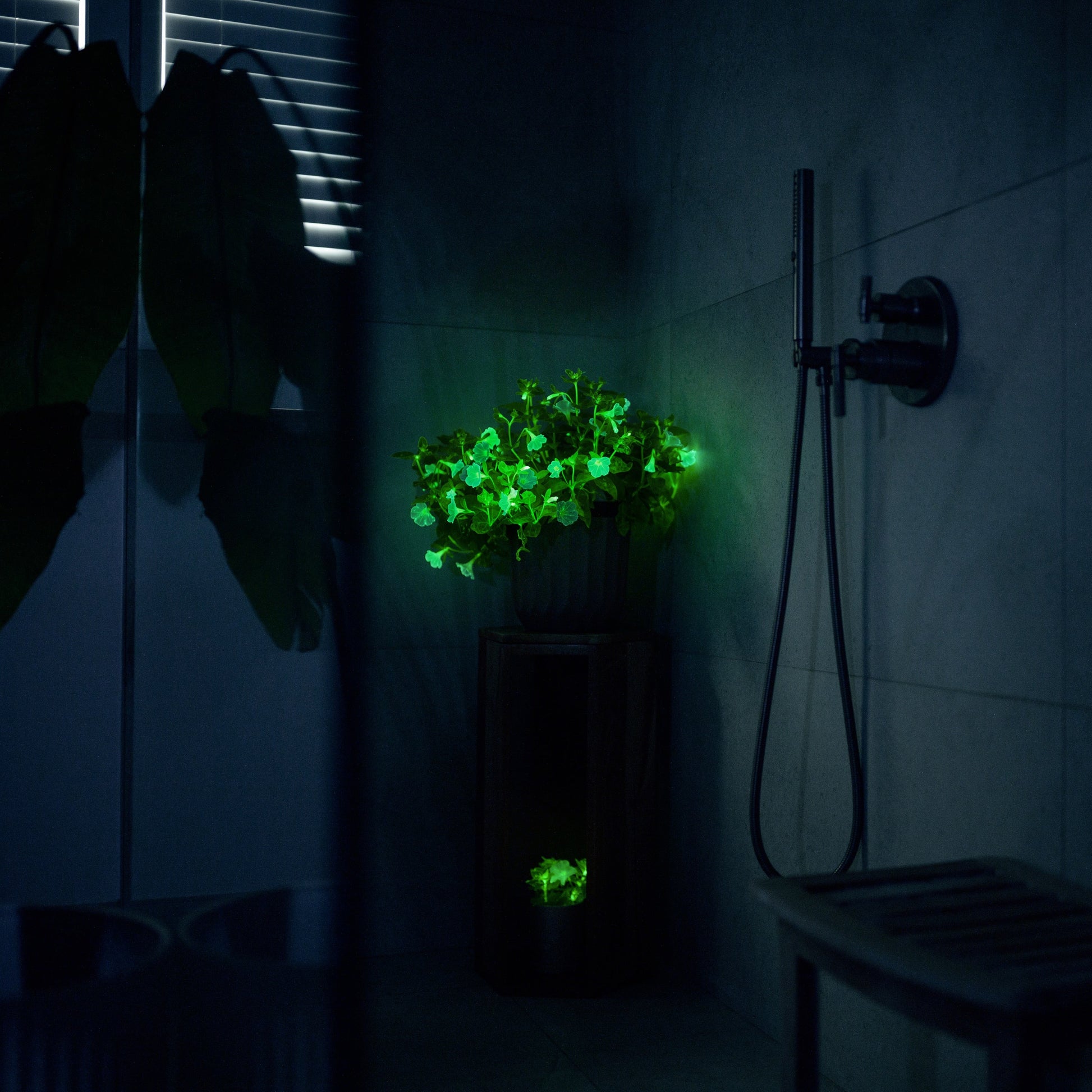 Glowing potted Trial Pink Petunia on a wooden stand in a shower with a smaller glowing Firefly Petunia below it.