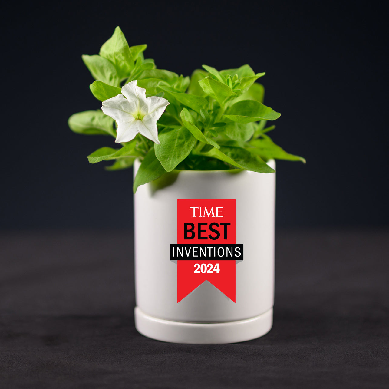 Firefly Petunia in a white premium pot and saucer with a 'TIME Best Inventions 2024' label on a grey background.