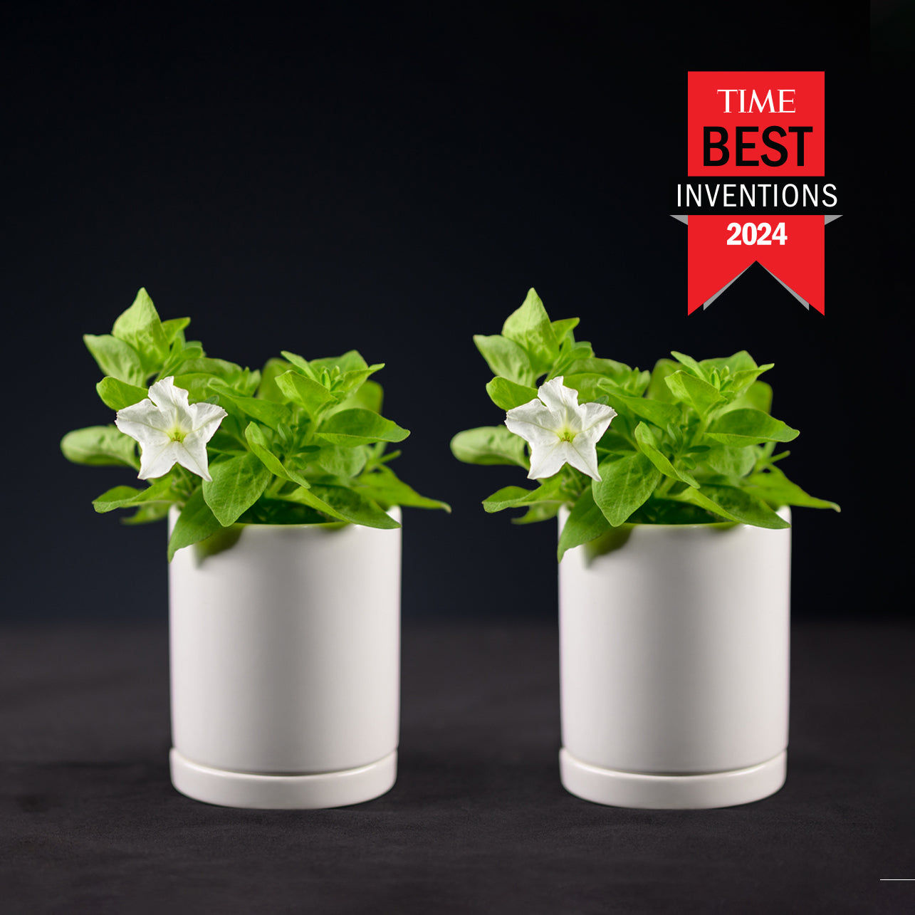 Two Firefly Petunias in premium pots and saucers with a 'TIME Best Inventions 2024' label.