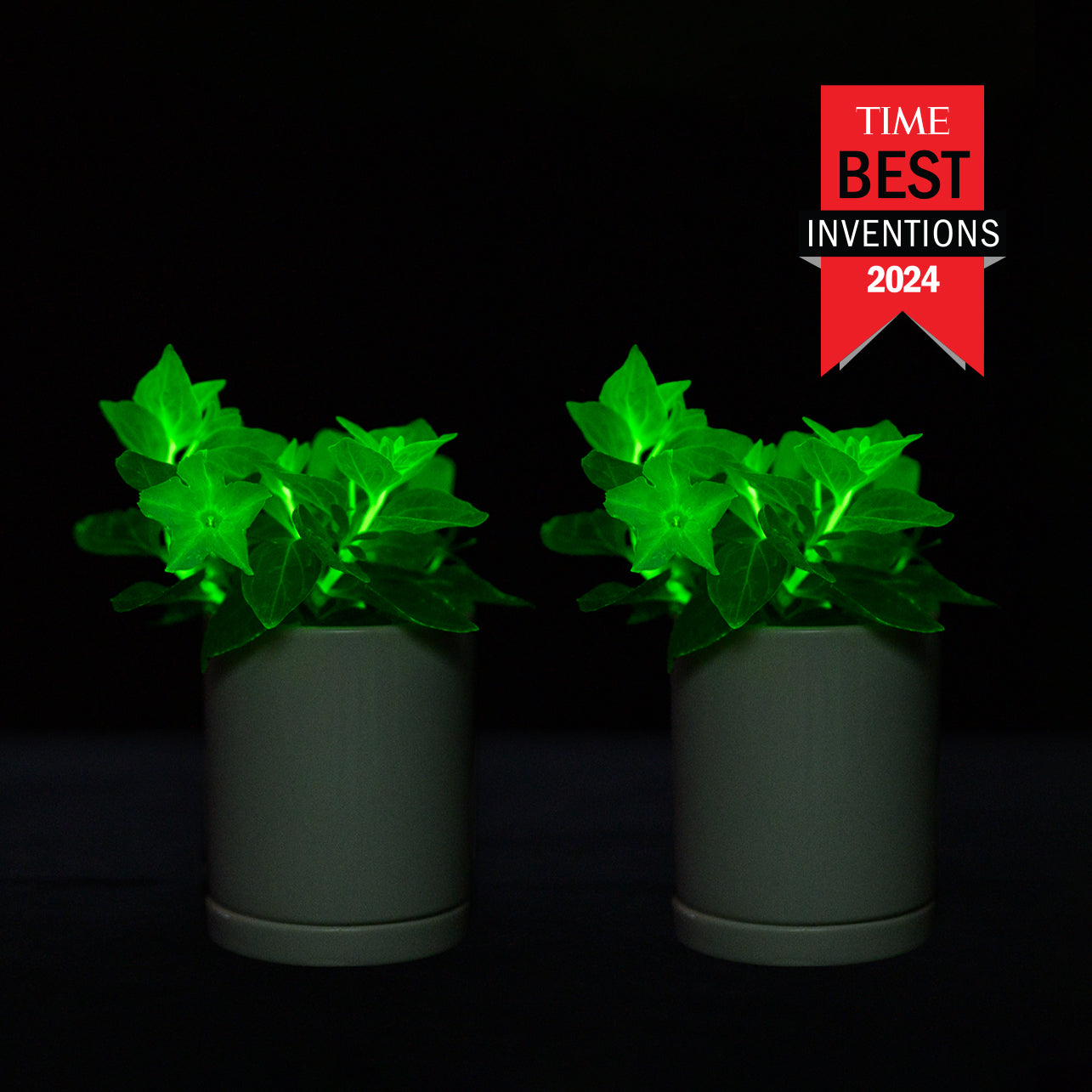 Two glowing Firefly Petunias in premium pots and saucers with a 'TIME Best Inventions 2024' label.