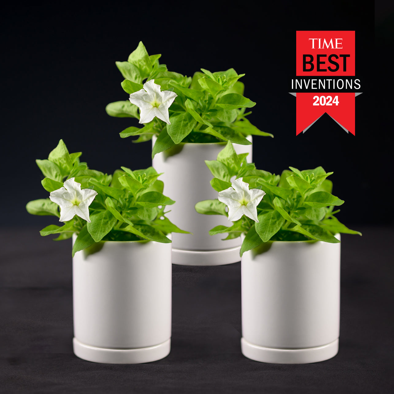 Three Firefly Petunias in premium pots and saucers with a 'TIME Best Inventions 2024' label.