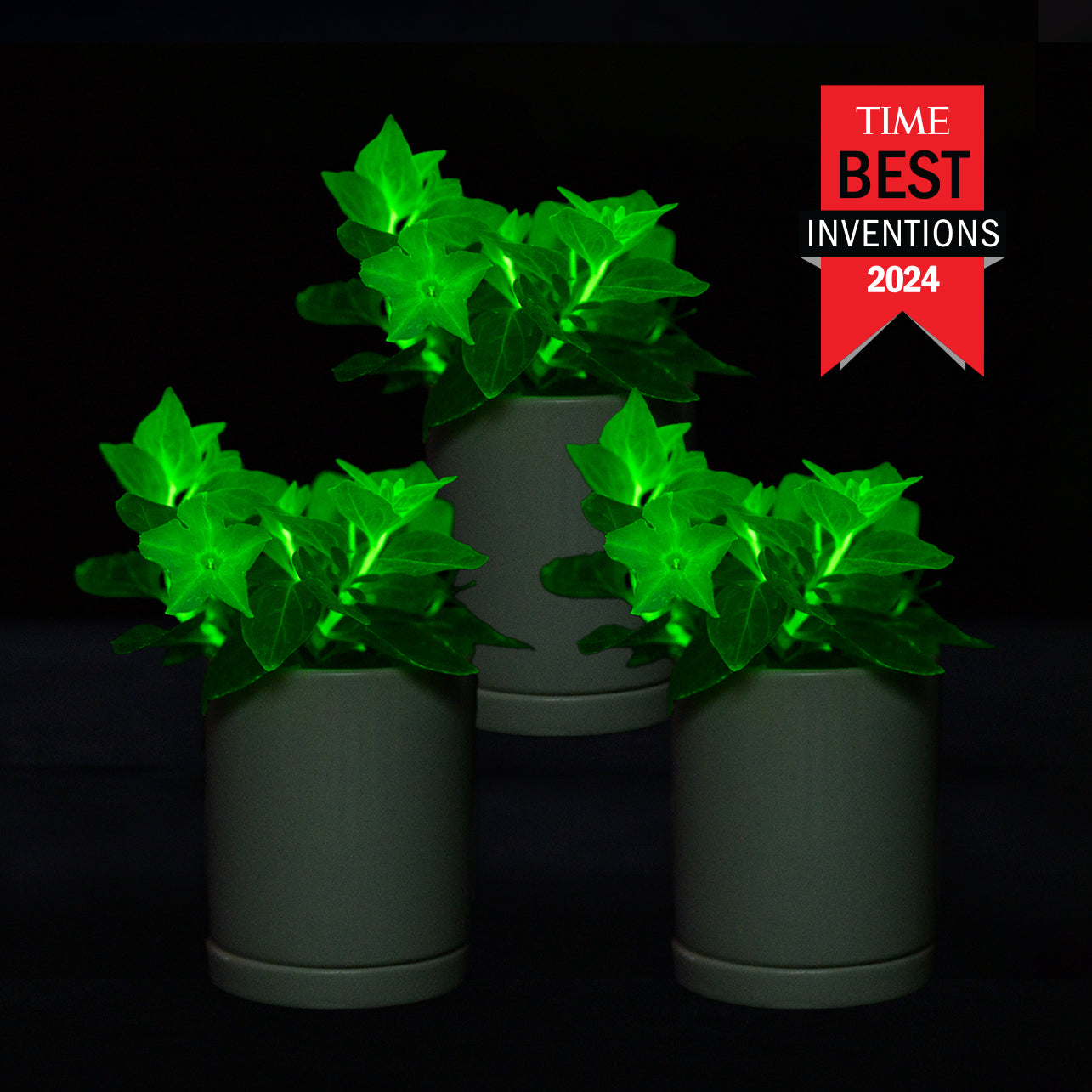 Three glowing Firefly Petunias in premium pots and saucers with a 'TIME Best Inventions 2024' label.