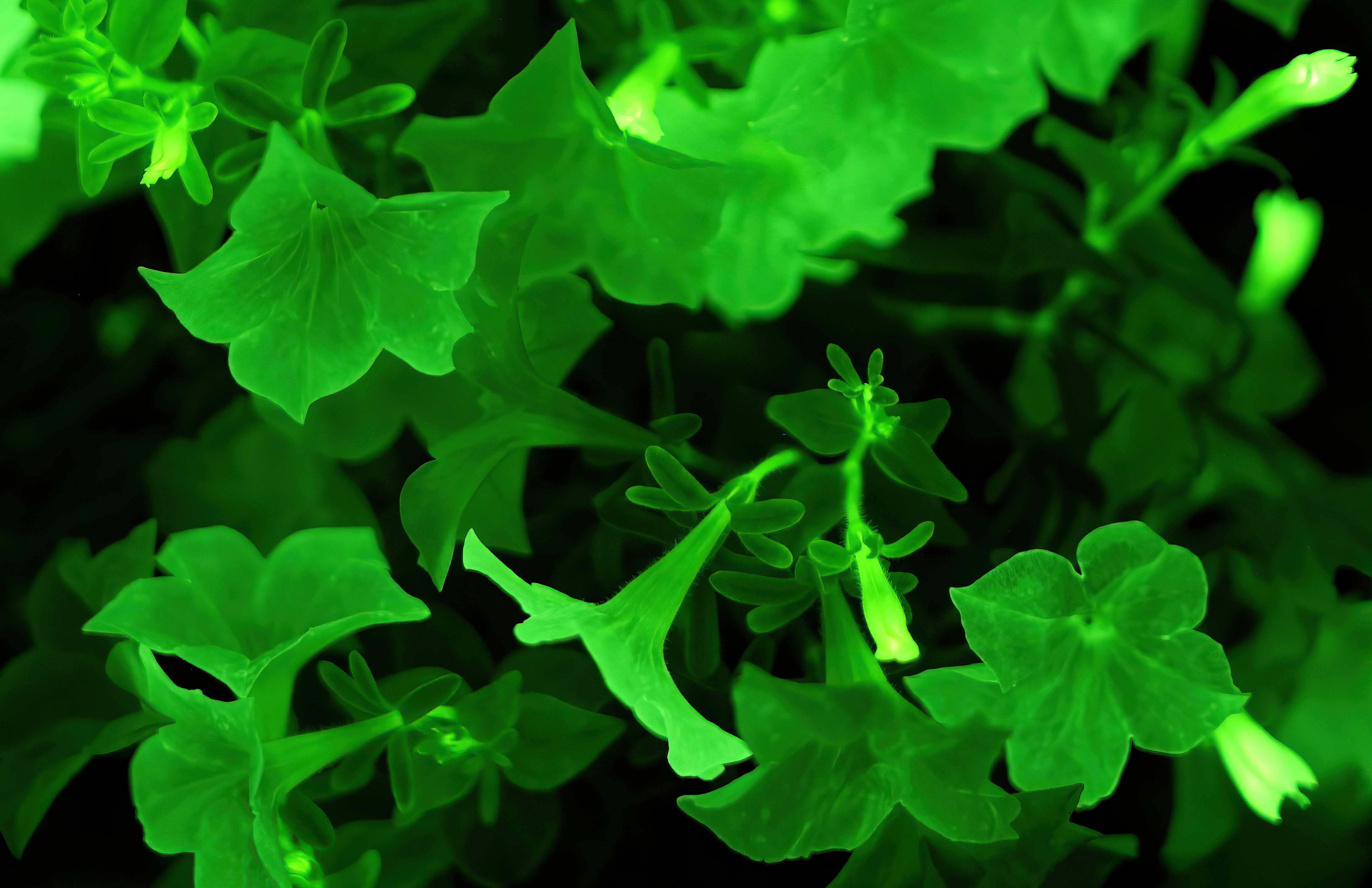 Firefly Petunia