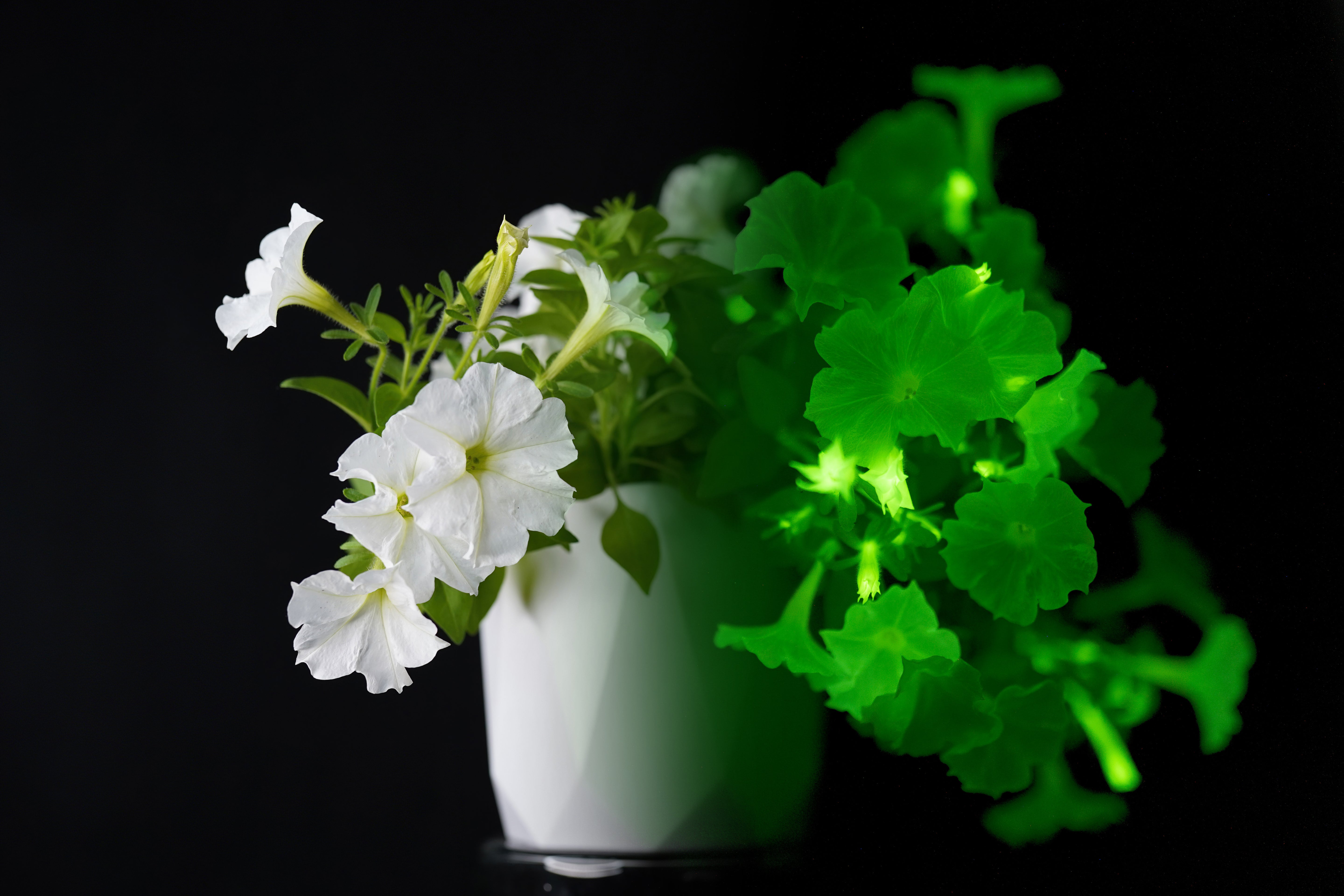 Firefly Petunia