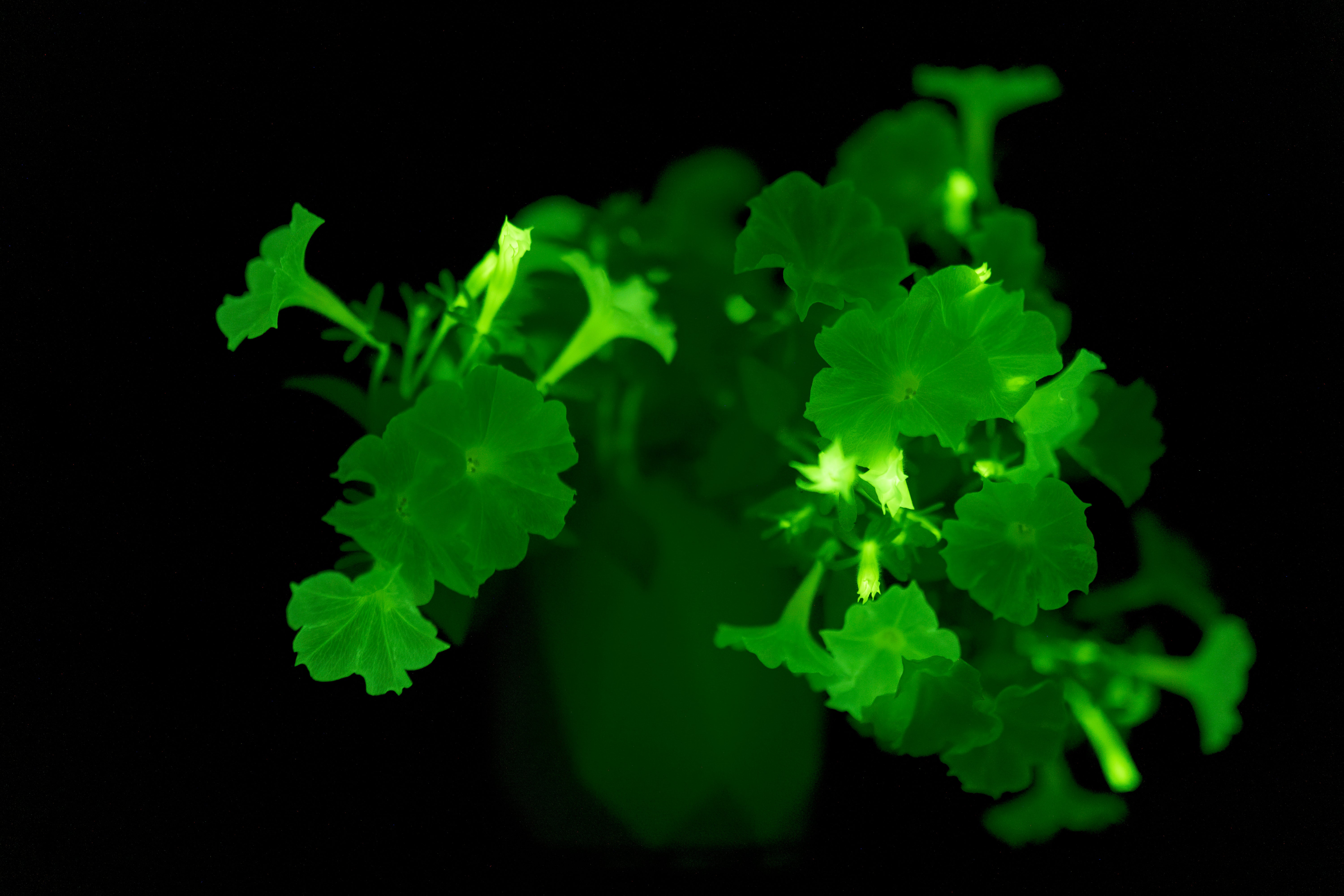 Glowing Plants By Light Bio Glowing Plants By Light Bio