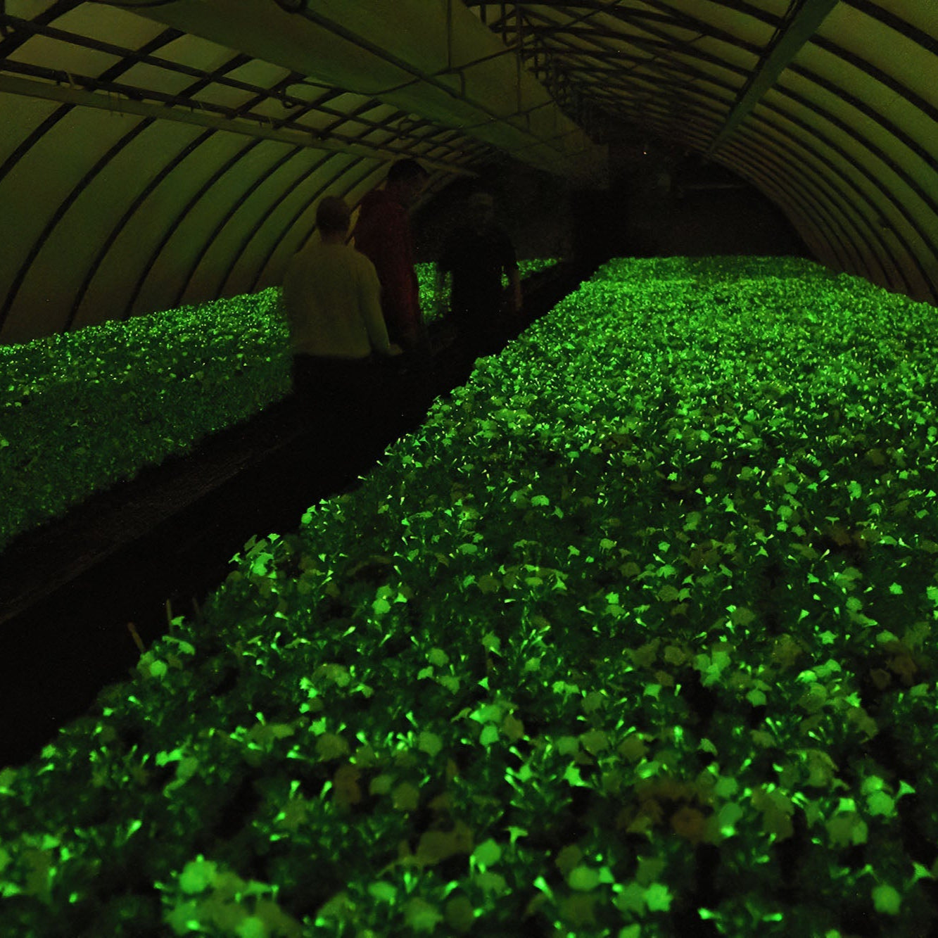 Firefly Petunia glowing plants in a greenhouse during night, Light Bio production