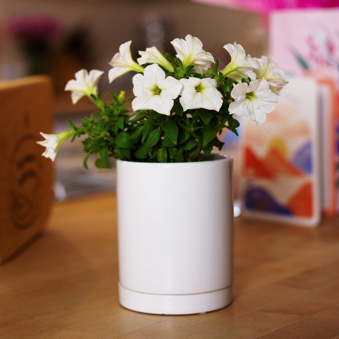 Light Bio Firefly Petunia with Ceramic Pot