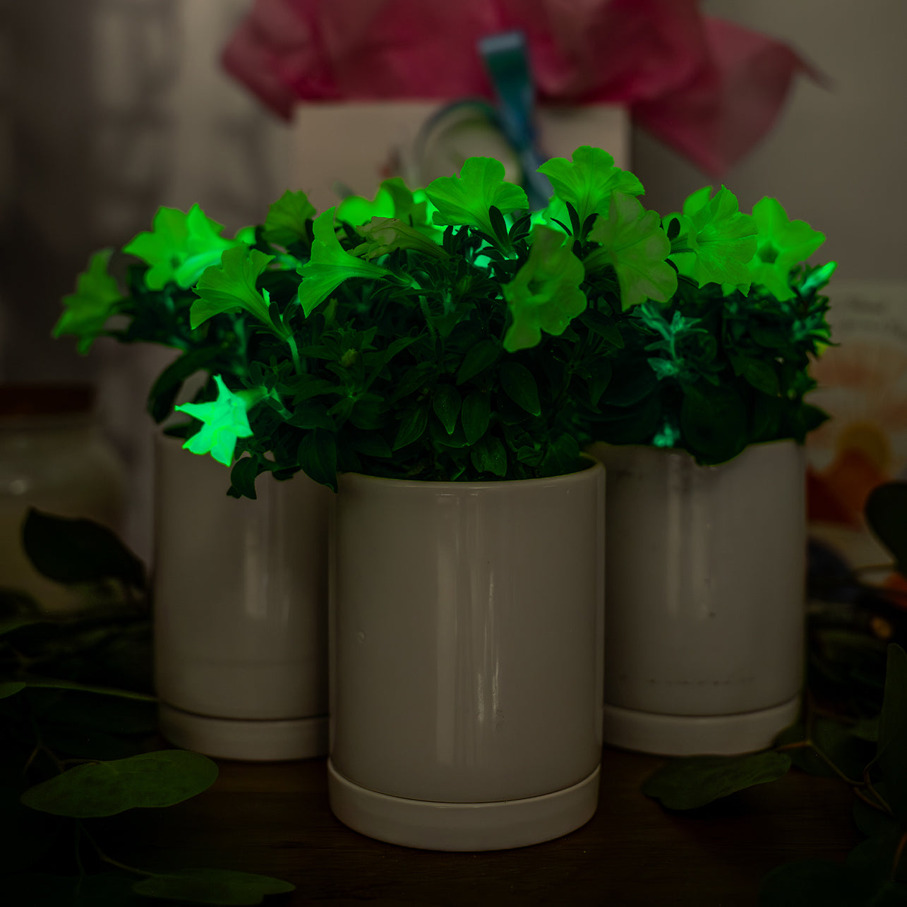 Light Bio Firefly Petunia with Ceramic Pot (3 Plant Sets)