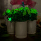 Light Bio Firefly Petunia with Ceramic Pot