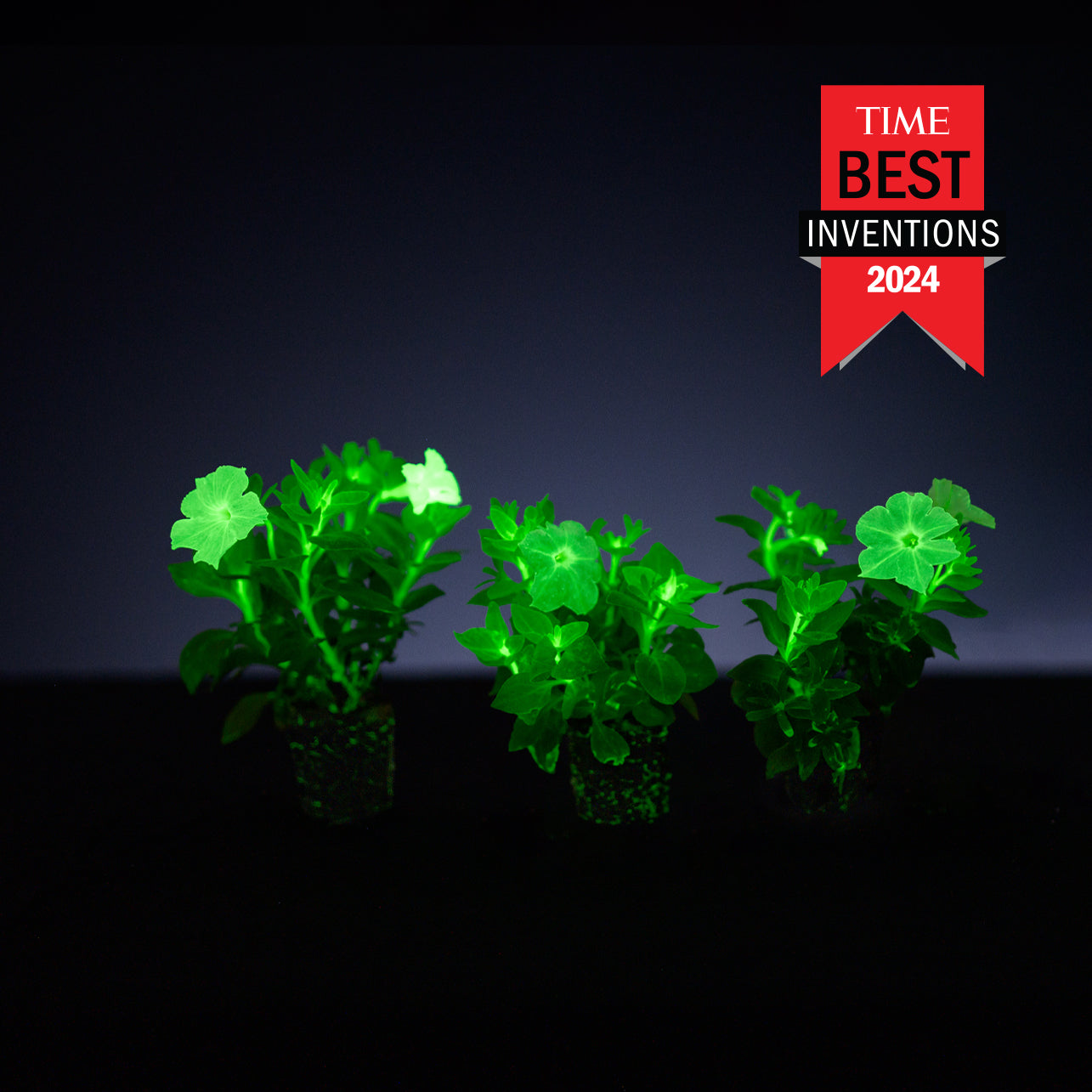 glow in the dark plant seeds Light Bio Firefly Petunia Starter Sets (45mm Plants)