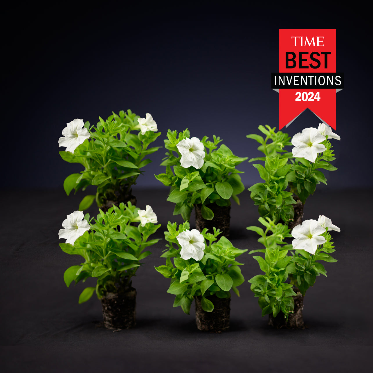 petunia plant in pot Light Bio Firefly Petunia Starter Sets (45mm Plants)