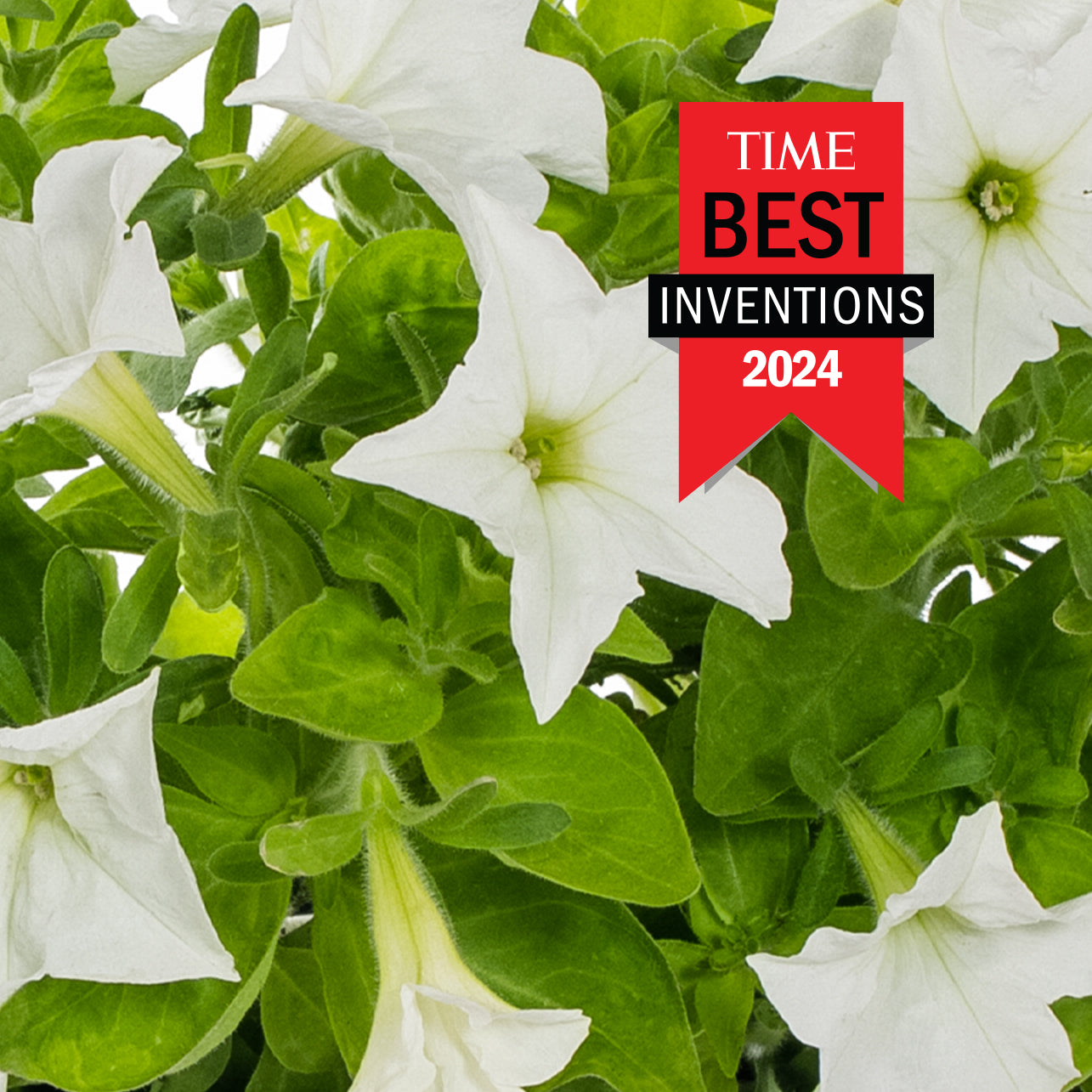 Macro of Firefly Petunia white blossoms in the daylight.