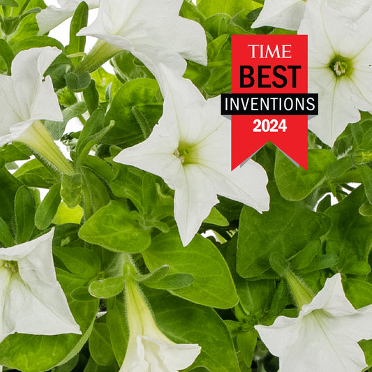 Macro of Firefly Petunia white blossoms in the daylight.