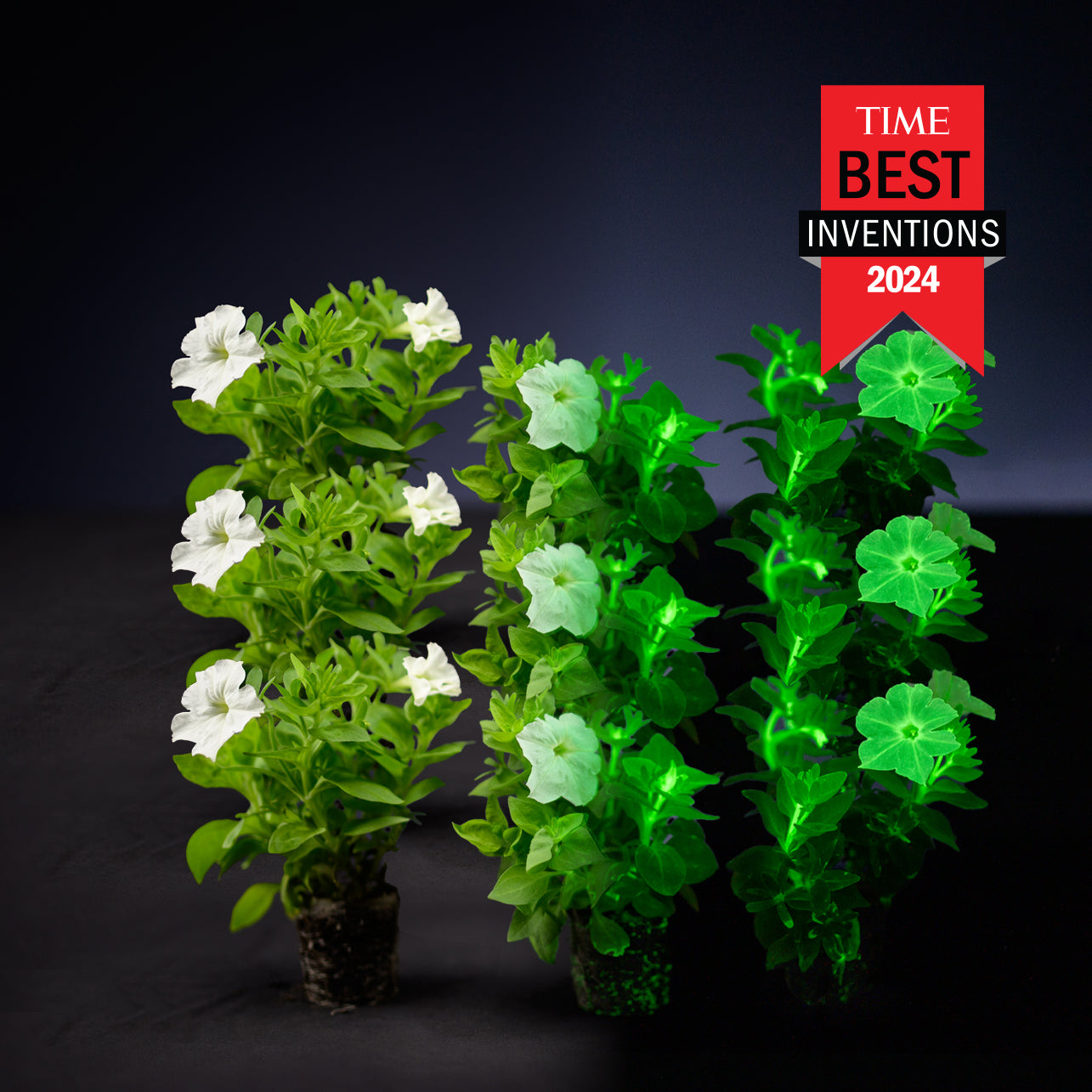 bioluminescent house plants Light Bio Firefly Petunia Starter Sets (45mm Plants)