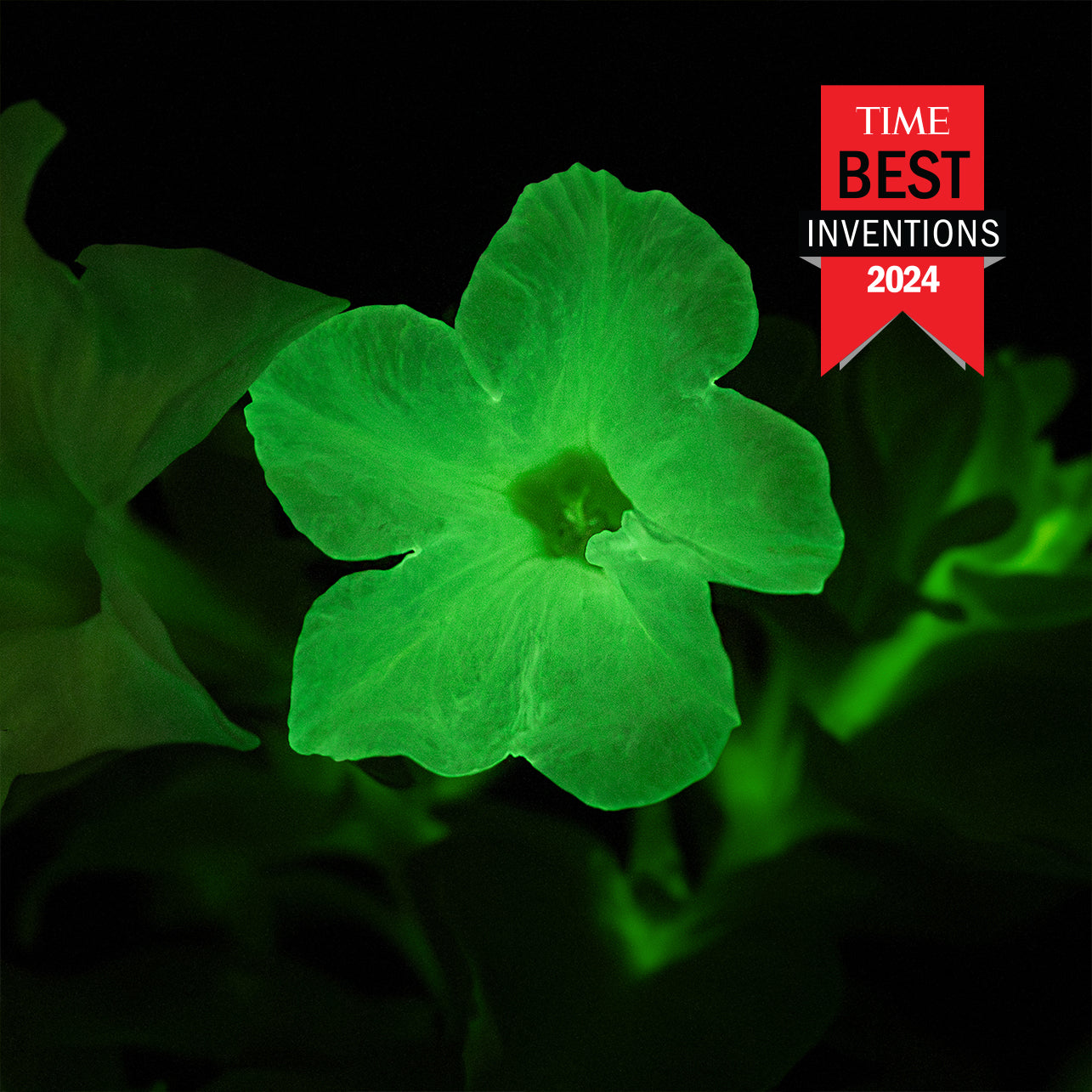 Macro of a bioluminescent Firefly Petunia blossom glowing in the dark and "TIME Best Inventions 2024" label.