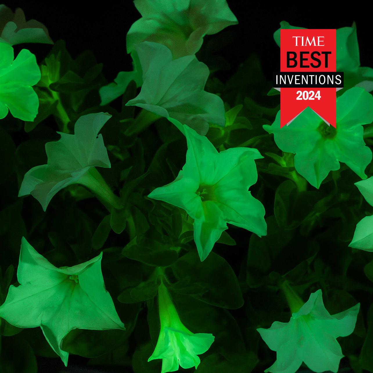 Close-up of  bioluminescent Firefly Petunia blossoms glowing in the dark and 'TIME Best Inventions 2024' label.