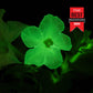 Macro of a bioluminescent Firefly Petunia blossom glowing in the dark and "TIME Best Inventions 2024" label.
