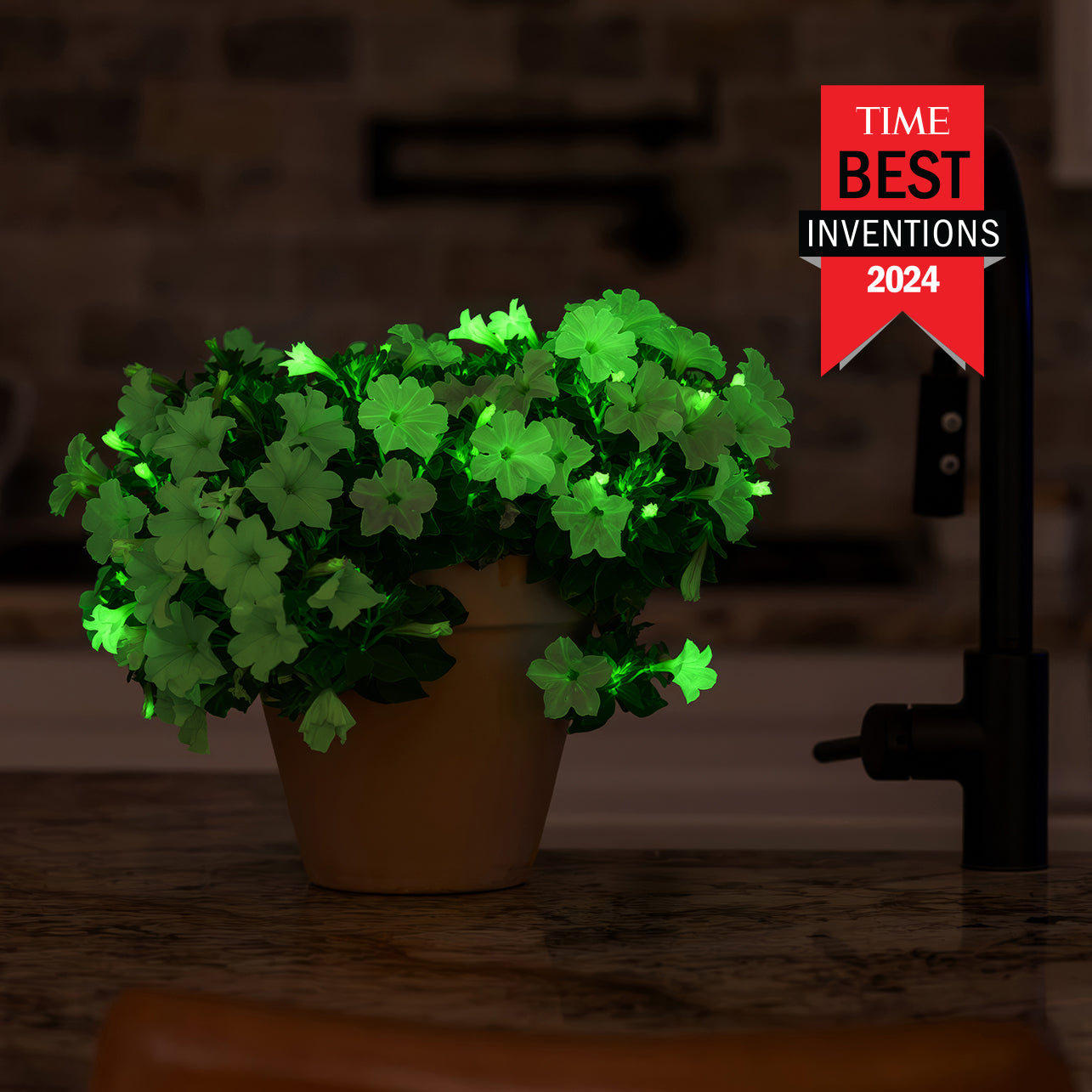 Glowing potted Firefly Petunias on a kitchen counter with a "TIME Best Inventions 2024" badge.