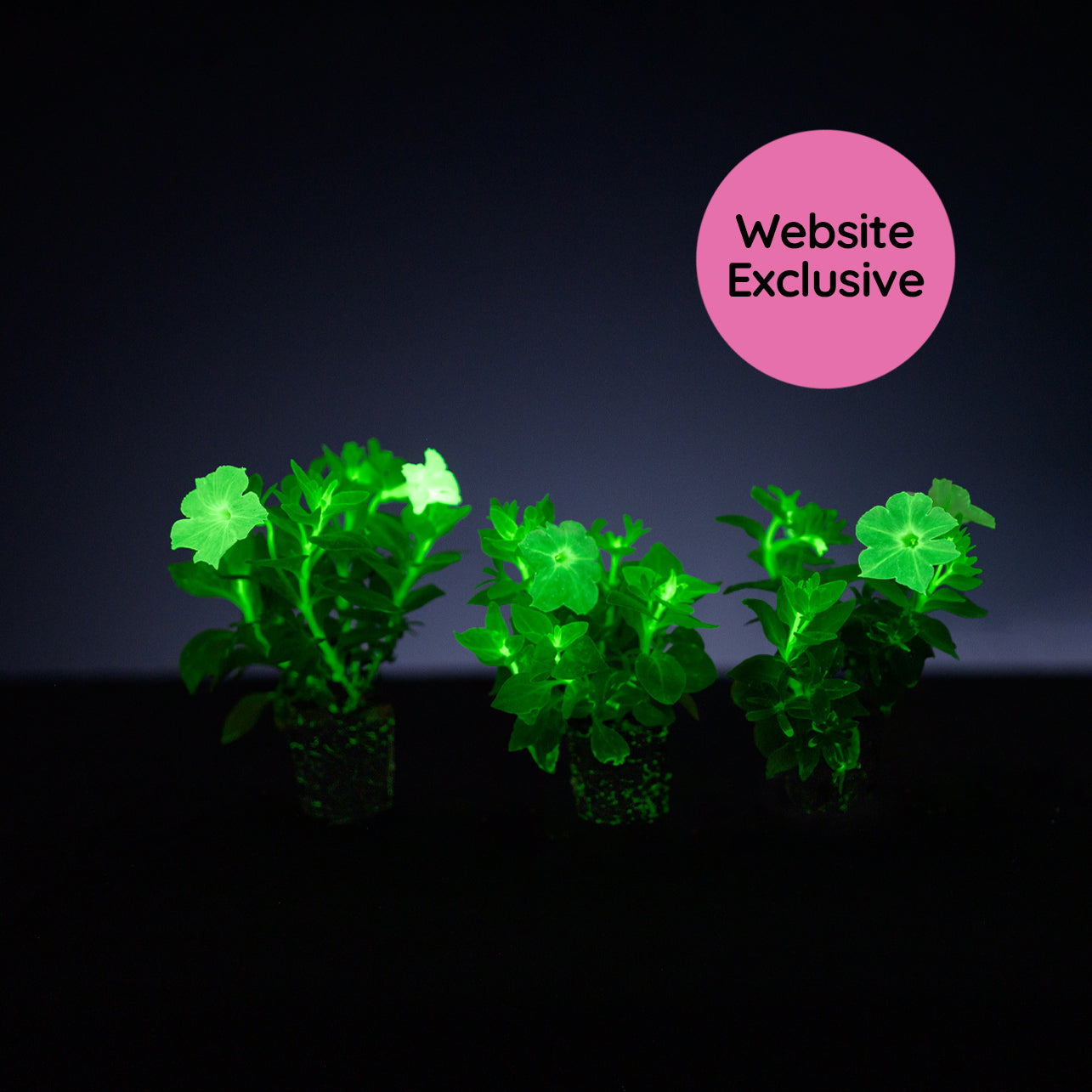 Three Trial Pink Petunias in compostable liners glowing in the dark with a "Website Exclusive" badge.