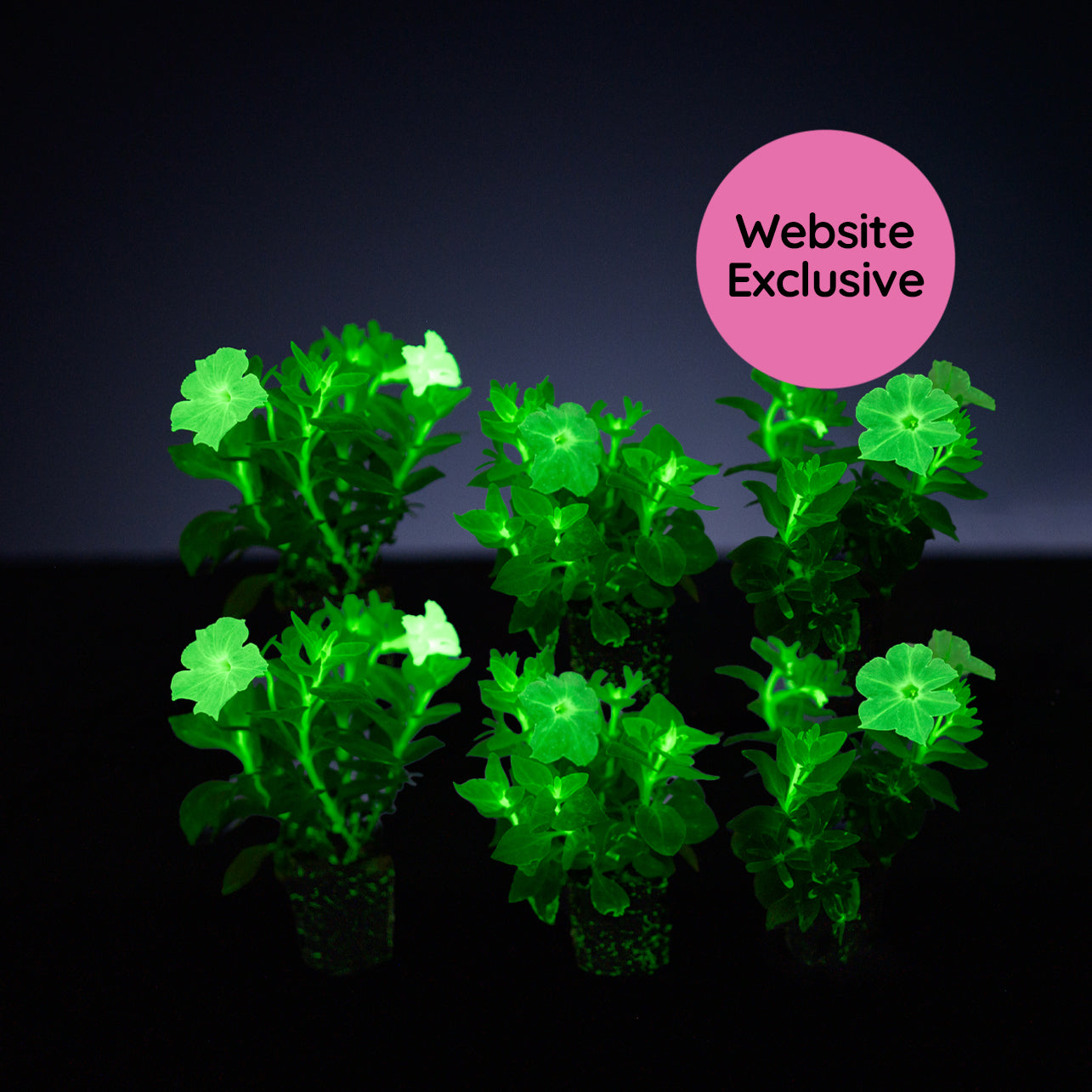 Six Trial Pink Petunias in compostable liners glowing in the dark with a "Website Exclusive" badge.