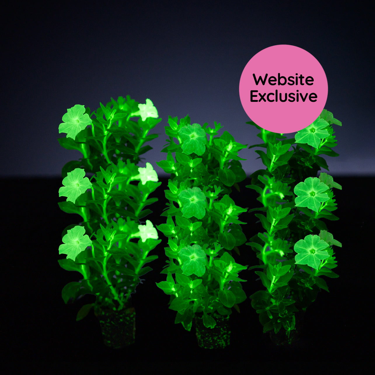 Nine Trial Pink Petunias in compostable liners glowing in the dark with a "Website Exclusive" badge.