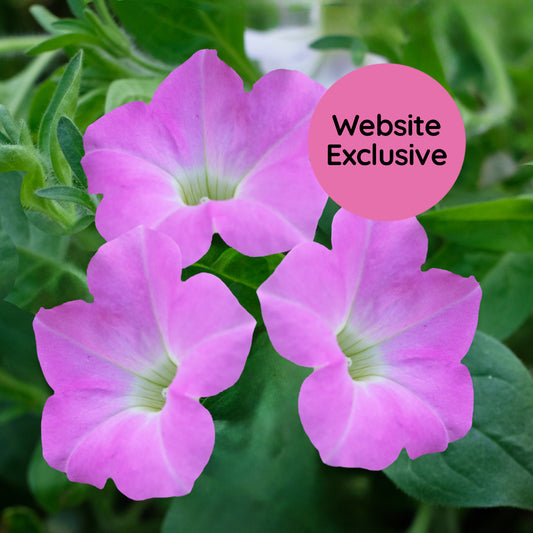 Light Bio Trial Pink Petunia Starter Plants Sets