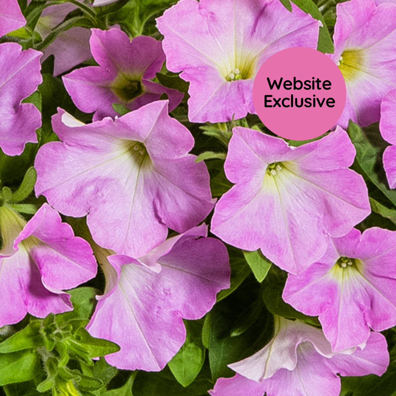 Close-up of Trial Pink Petunia blossoms with a 'Website Exclusive' badge.