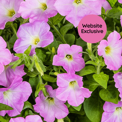 Close-up of Trial Pink Petunia blossoms with a 'Website Exclusive' badge.