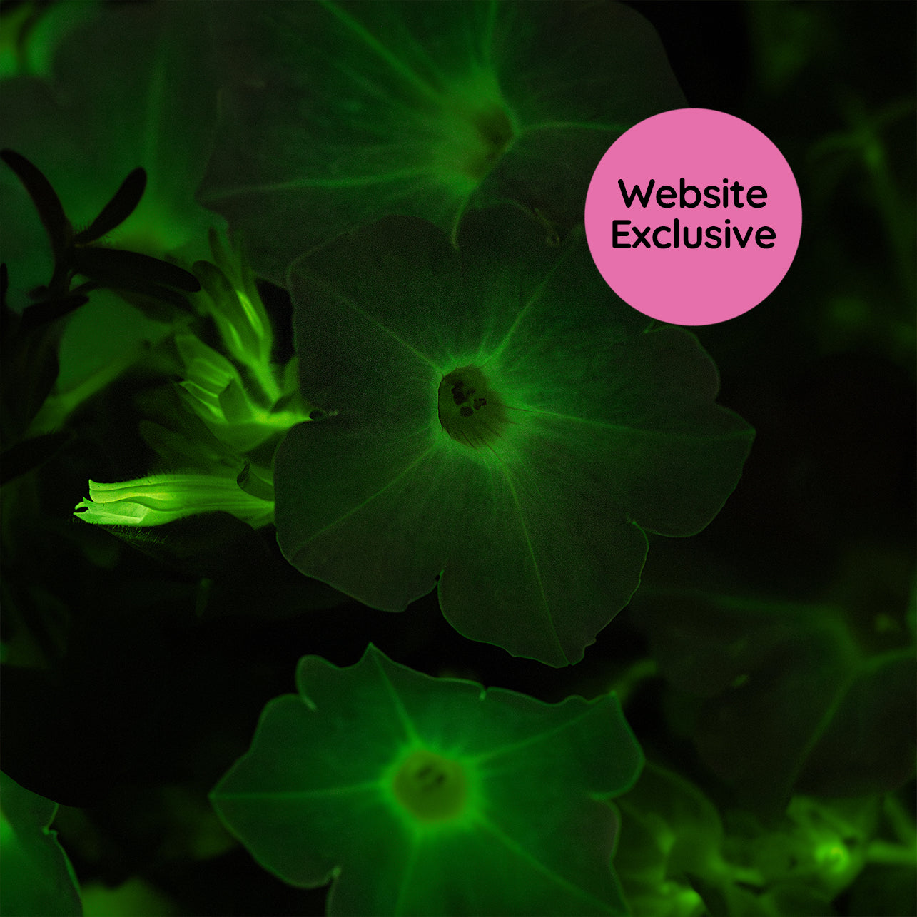 Macro of a glowing Trial Pink Petunia blossom with a "Website Exclusive" badge.