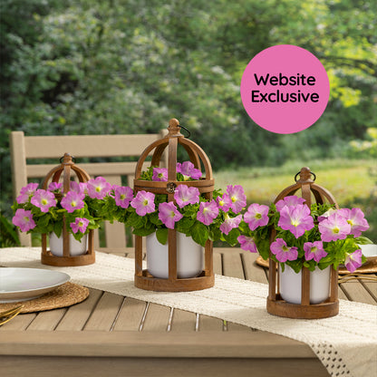 Three wooden lanterns with potted Trial Pink Petunias on an outdoor table and a 'Website Exclusive" badge.