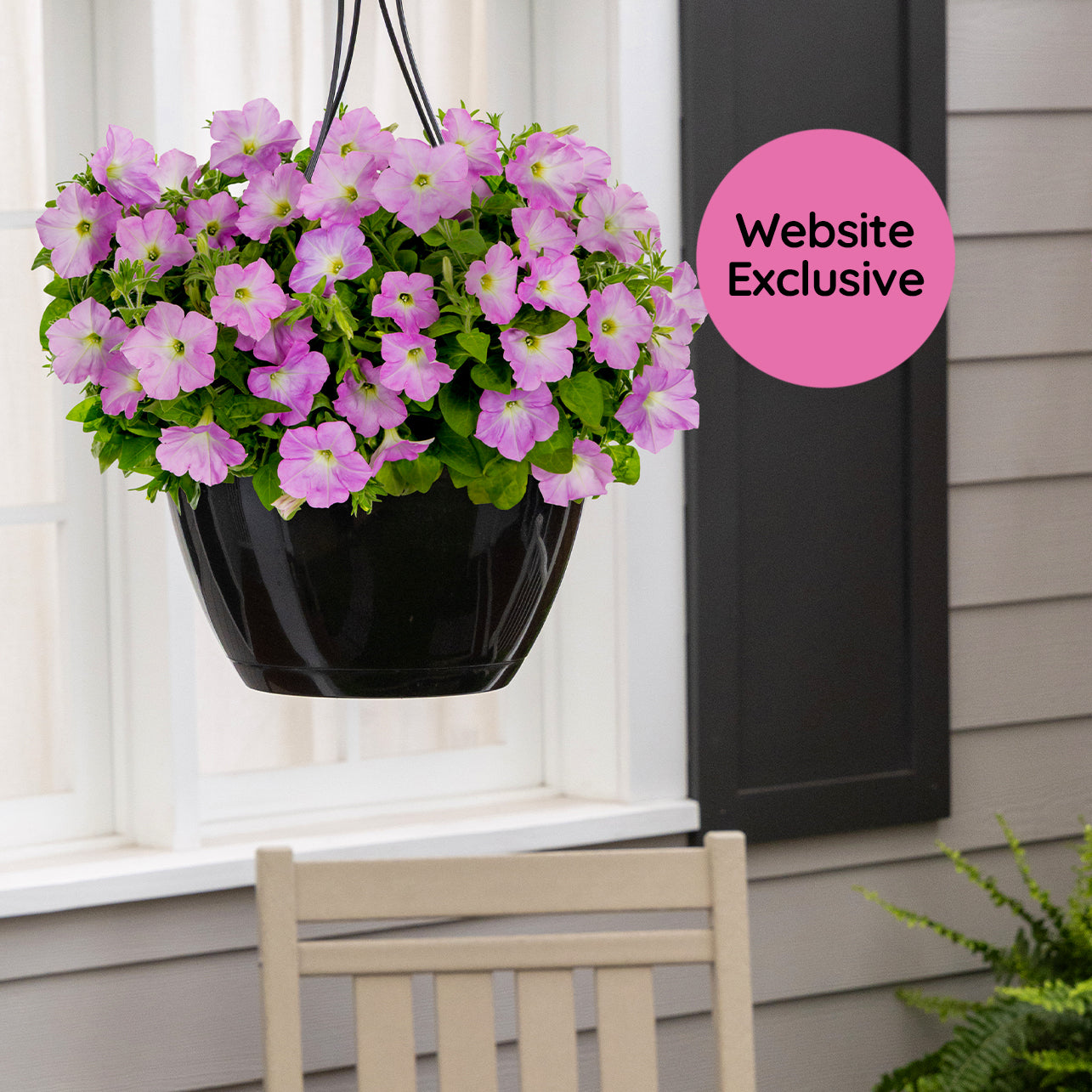 Hanging basket of Trial Pink Petunias by a sunny window with a 'Website Exclusive' label.