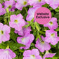 Close-up of Trial Pink Petunia blossoms in the daylight with a 'Website Exclusive' label.