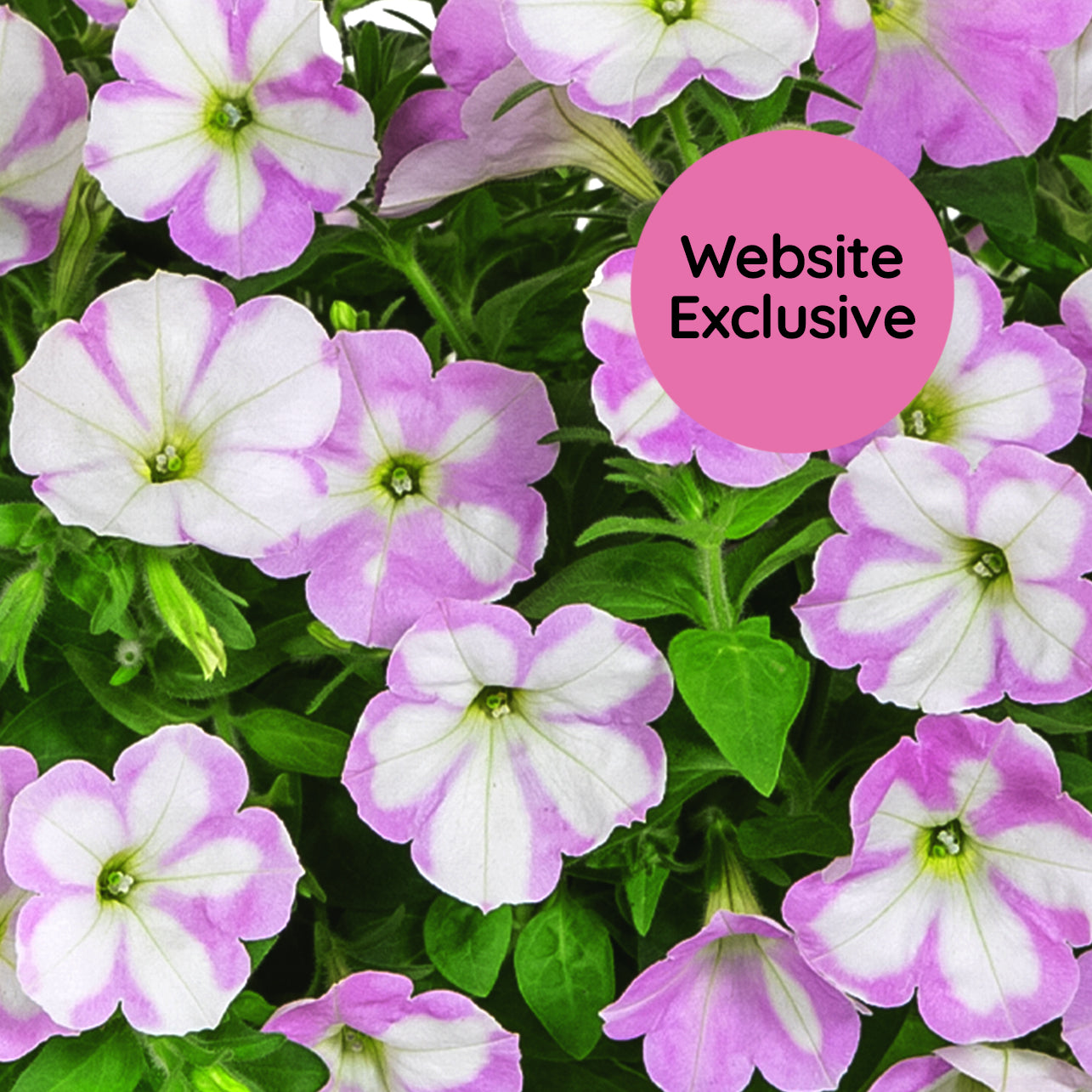 Close-up of Trial Pink & White variegated petunias with a pink "Website Exclusive" badge.