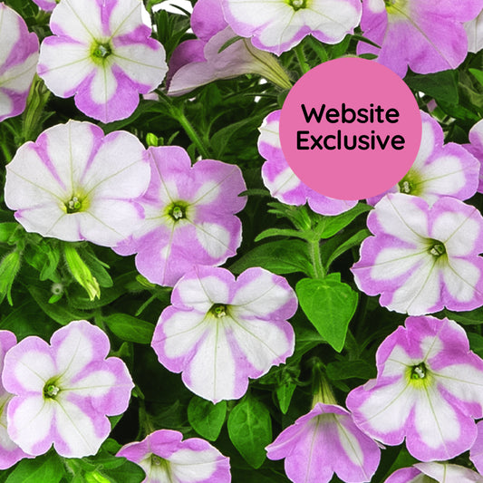 Close-up of Trial Pink & White variegated petunias with a pink "Website Exclusive" badge.