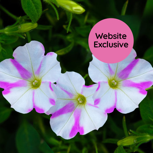 Light Bio Trial Pink & White Petunia Starter Plants Sets