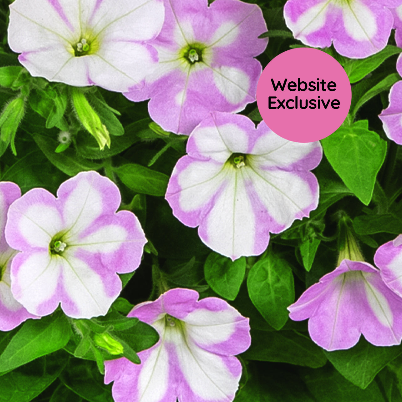 Close-up of Trial Pink & White variegated petunias in daylight with a "Website Exclusive" badge.