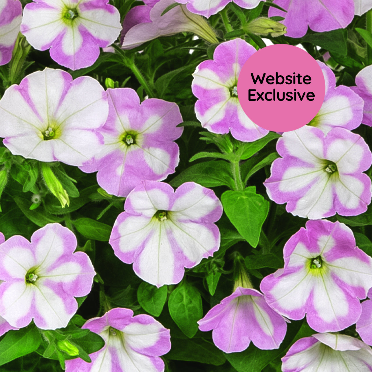 Close-up of Trial Pink & White variegated petunias in the daylight  with a "Website Exclusive" badge.