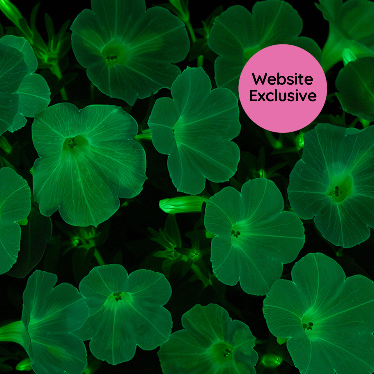 Close-up of Trial Pink & White Petunias glowing in the dark with a "Website Exclusive" badge.