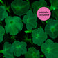 Close-up of Trial Pink & White Petunias glowing in the dark with a "Website Exclusive" badge.