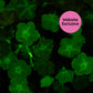 Light Bio Trial Pink & White Petunia Starter Sets (45mm Plants)