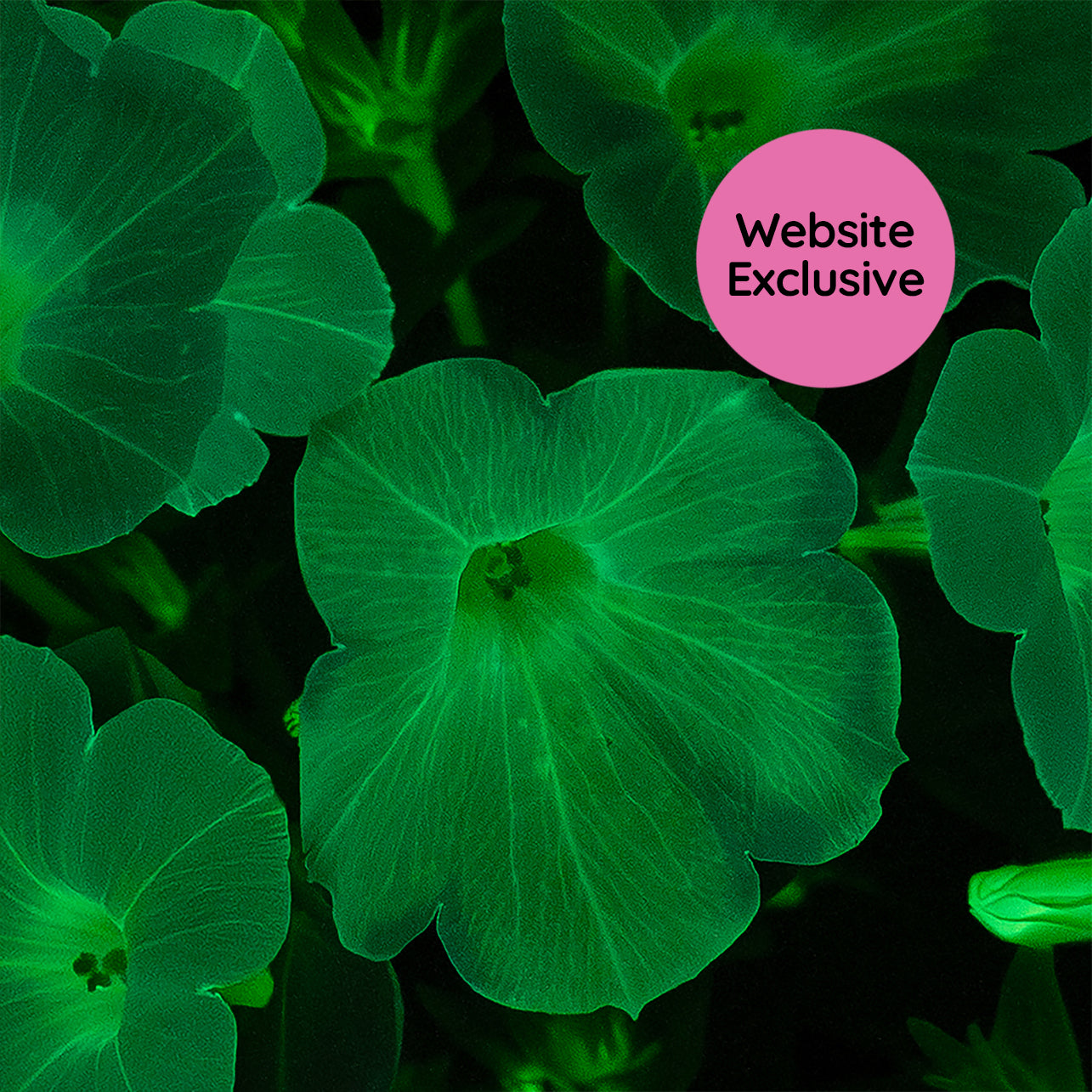 Macro of Trial Pink and White blossoms glowing in the dark with a "Website Exclusive" badge.