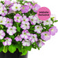 Potted Trial Pink and White variegated petunias in daylight with a "Website Exclusive" badge.