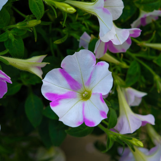 Light Bio Trial Pink & White Petunia (3 Starter Plants)