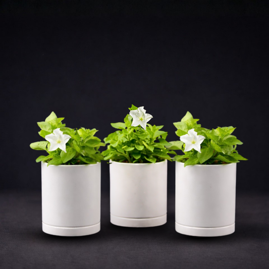 Light Bio Firefly Petunia with Ceramic Pot (3 Plant Sets)