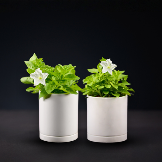 Light Bio Firefly Petunia with Ceramic Pot (2 Plant Sets)